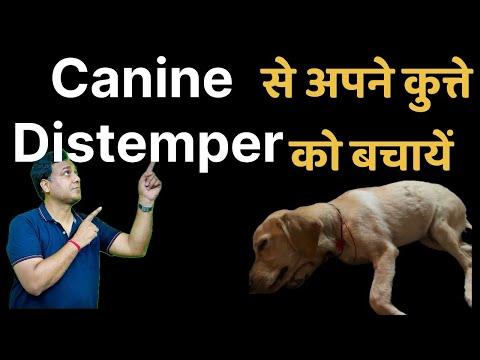 Save your dog from Canine Distemper! Know important tips and right vaccination schedule