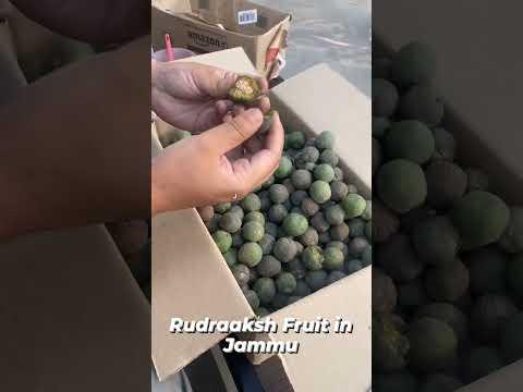 Rudraaksh Fruit Available in Jammu..... Contact : 7006801212