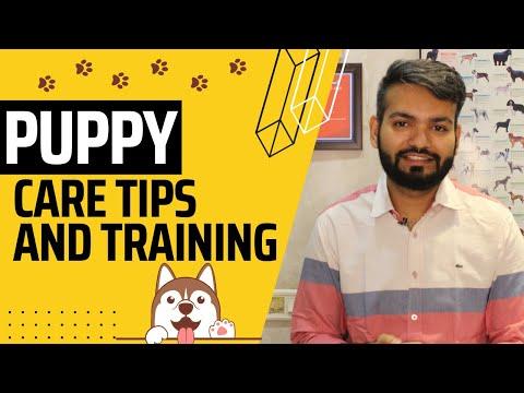 Raising a Happy Pup: Puppy Care Tips, Toilet Training, and Nutritious Feeding Habits | Dr. Anirudh