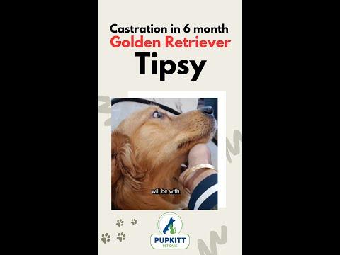 Dog Castration in Tipsy | #shorts