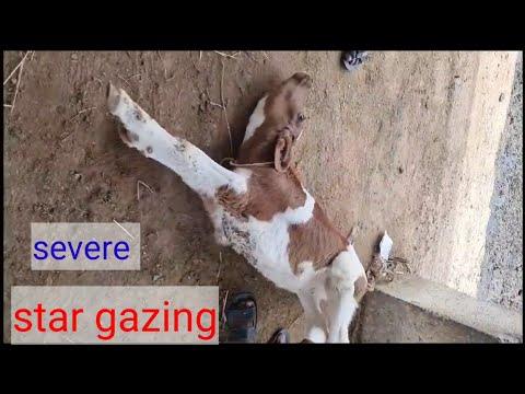 how vet saved critically ill calf by phone Rx/animal treatment/hypomagnesemia tetany/star gazing/PEM