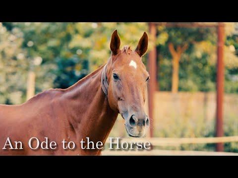 An Ode To The Horse. Life on an Indian Horse Farm, by Anika Singh