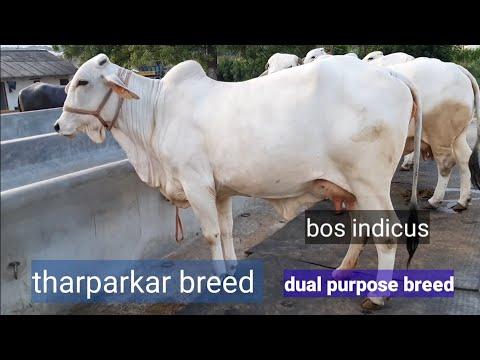 tharparkar cattle breed//bos indicus//beautiful  breed  of india and pakistan//indian cow breed