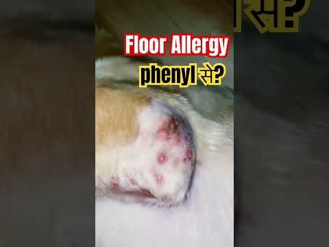 Skin Allergies in dogs