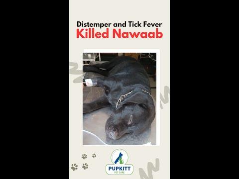 Distemper and Tick Fever killed Nawaab | #shorts