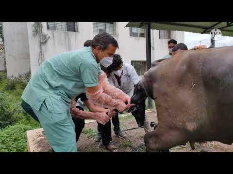 Practical Guide for Handling of Uterine Torsion in Buffaloes