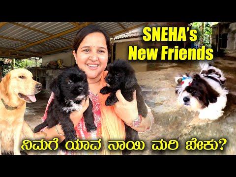 ಸ್ನೇಹಾಳ ಹೊಸ ಫ್ರೆಂಡ್ಸ್ ನೋಡಿ 🐶🐕ನಿಮಗೆ ನಾಯಿ ಮರಿ ಬೇಕಾ? Adiga's Pet House | Mr and Mrs Kamath