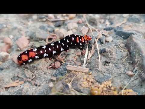 Caterpillar Crawling