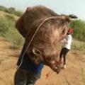 Pig Hunting