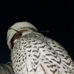 GR 🦅