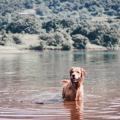 Kira The Golden Retriever